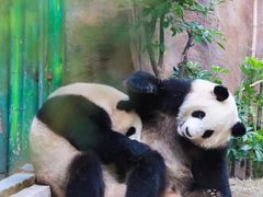 -灵玲国际马戏城