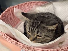 -纳吉亚猫专科动物医院·北北分院
