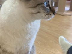 -猫和宫(六道口店)