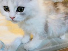 -1013 PET SHOP 宠物商店(近铁城市广场店)