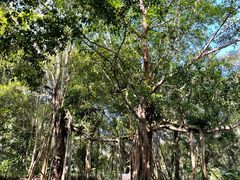-中国科学院西双版纳热带植物园