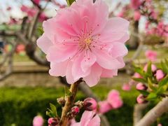 -海棠花溪(元大都城垣遗址公园)