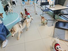 -怪兽屋·羊驼·猫咖·狗咖(俊华广场店)