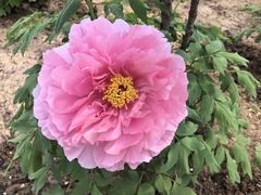 -洛阳市隋唐城遗址植物园