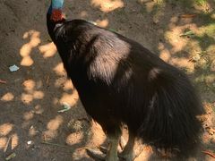 -西霞口神雕山野生动物世界