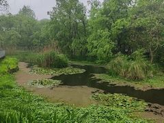 -西湖风景区-江洋畈生态公园