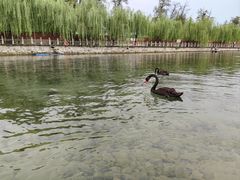 -百泉景区