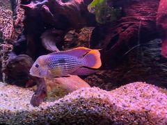 -上海海洋水族馆