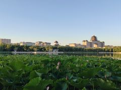 -莲花池公园