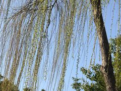 -昆山城市生态森林公园