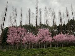 -秀丽东方