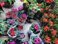 -中环花鸟鱼虫市场