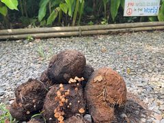 -大象粑粑造纸公园