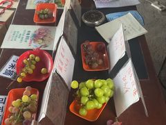 -马陆小张葡萄园农家乐