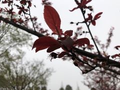 -眉山湿地公园(东坡区)