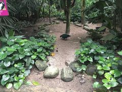 -新加坡飞禽公园