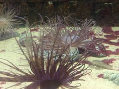 -北戴河圣蓝海洋公园