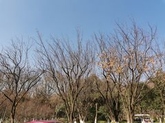 -金陵矩阵(聚宝山公园店)