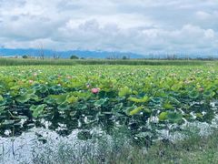 -野鸭湖国家湿地公园