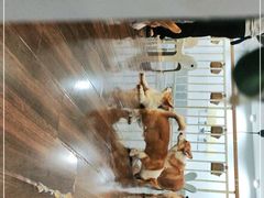 -柯斗斗主题餐厅·狗咖·围炉煮茶·茶饮(国瑞升平里店)