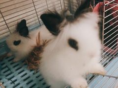 -萌兽医馆·眼科·异宠专科(三里屯店)