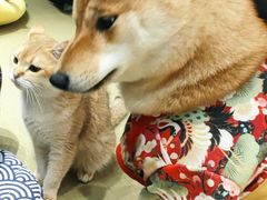 -逗柴咖啡屋·狗咖猫咖宠物桌游