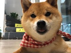 -柴迷FANS CLUB·柴犬狗咖·猫咖
