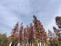 -习家池