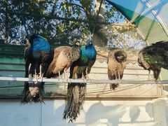 -北京市海淀外国语实验学校