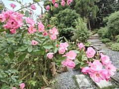 -深圳仙湖植物园