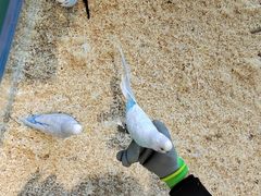 -怪兽屋·羊驼·猫咖·狗咖(俊华广场店)