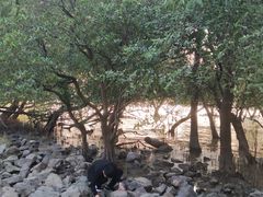 -宝安西湾红树林湿地公园