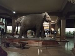 -美国自然历史博物馆