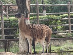 -青藏高原野生动物园