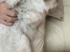 -comecome来吧宠物(奥克斯中心店)