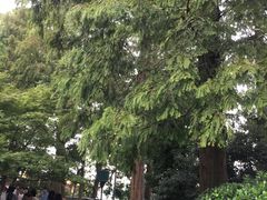 -西湖外事游船(花港观鱼码头)