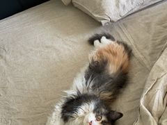 -爱侣宠医·鹦鹉专科·小型哺乳类·异宠专科(灵石路店)