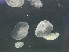 -重庆欢乐海底世界