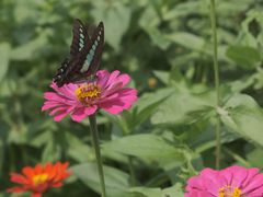 -花开海上生态园