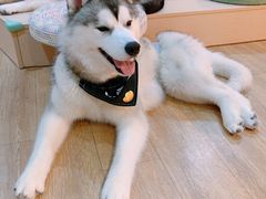 小霸王-Husky Go! 哈士奇体验馆·宠物咖啡厅狗咖