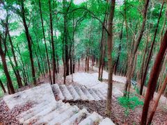 -南山植物园