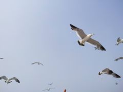-海驴岛(荣成市)
