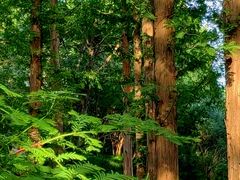 -国家植物园南园