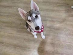 -Husky Go! 哈士奇体验馆·宠物咖啡厅狗咖