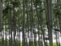 -仁和公园(顺义区)