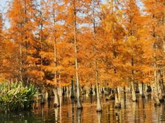 -白鹭湾湿地公园