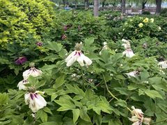 -莲花池公园