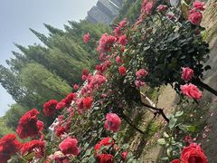 -温江公园