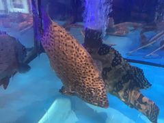 -钟菜·粤菜点心·宴请(海上世界·汇港二期店)