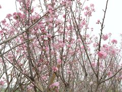 -天适樱花悠乐园